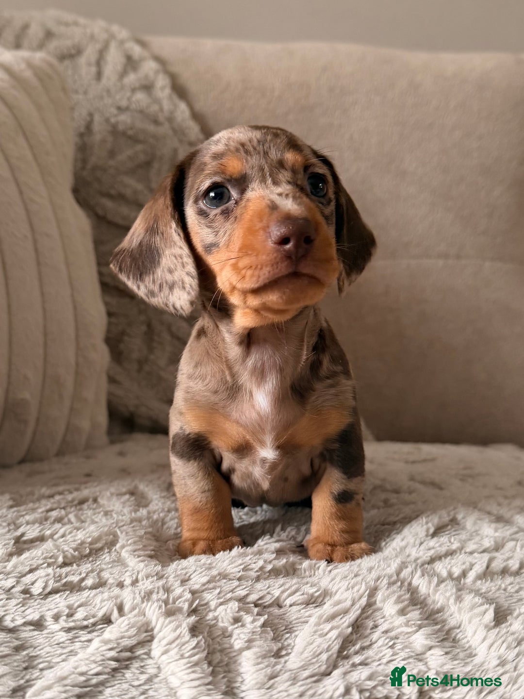 Miniature Dachshund dogs for stud: STUNNING PROVEN KC SILVER DAPPLE  - Advert 2