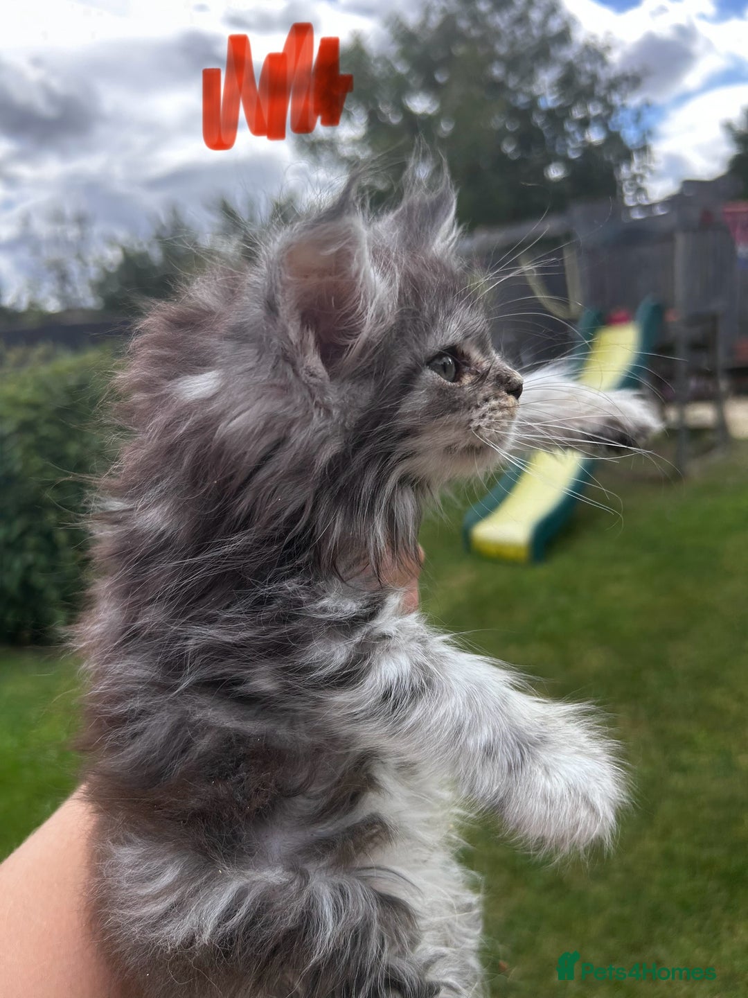 Maine Coon cats for sale: Maine coon kittens  - Image 17