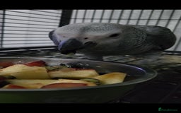 Budgerigars birds for sale: Baby African Grey Full Set Up! - Image 3