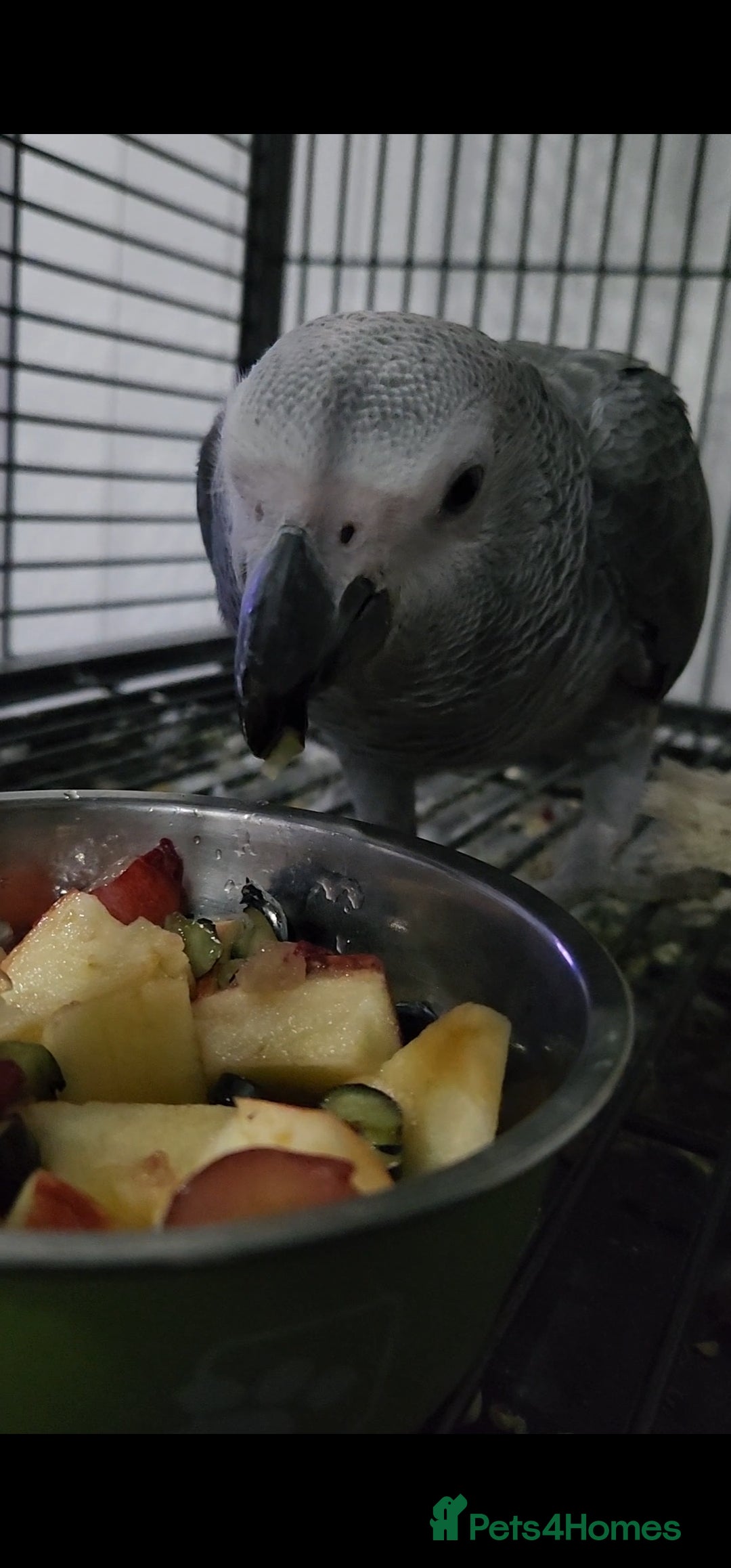 Budgerigars birds for sale: Baby African Grey Full Set Up! - Image 3