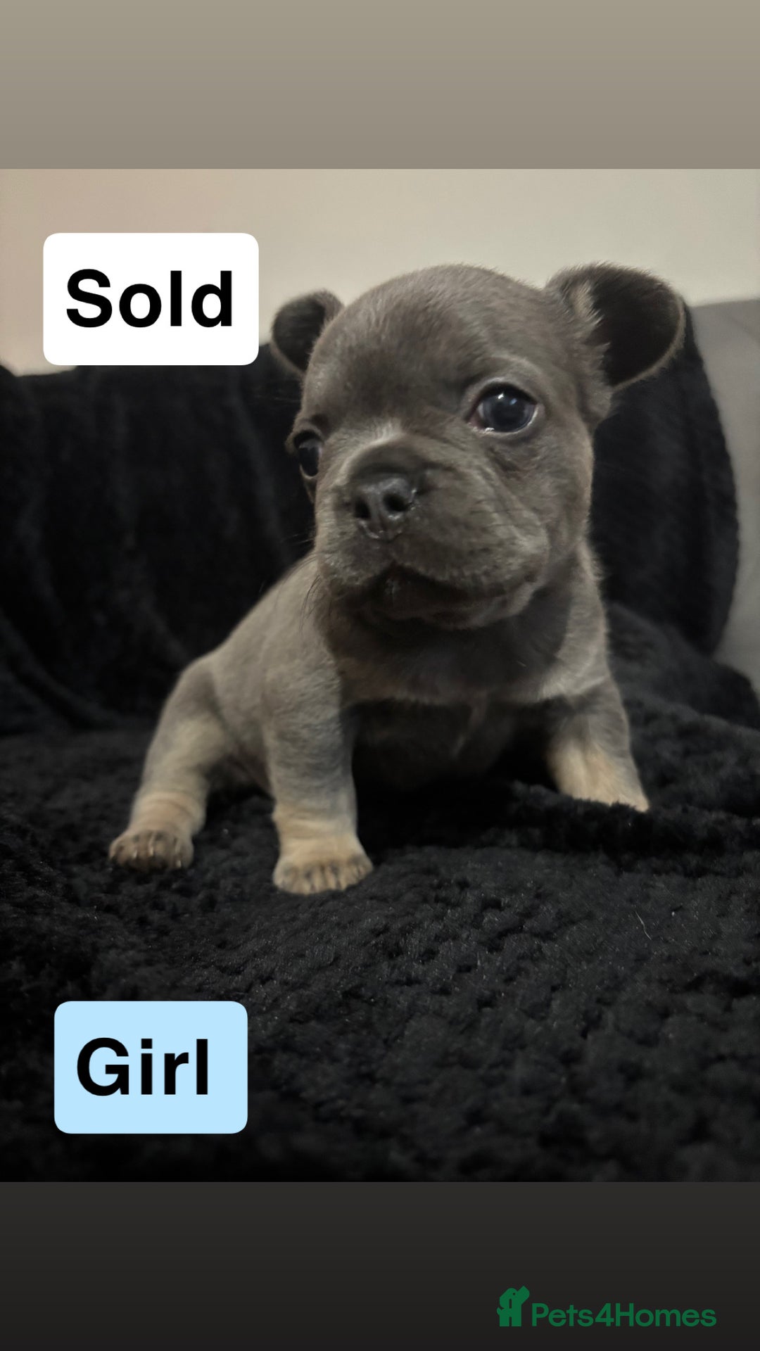 French Bulldog dogs for sale: French bulldog puppies  - Image 4