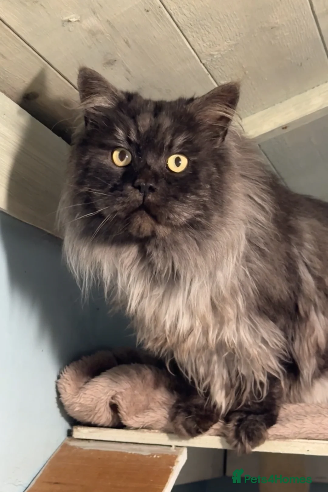 Maine Coon cats for stud: HUGE black smoke Mainecoon for stud duties - Advert 5