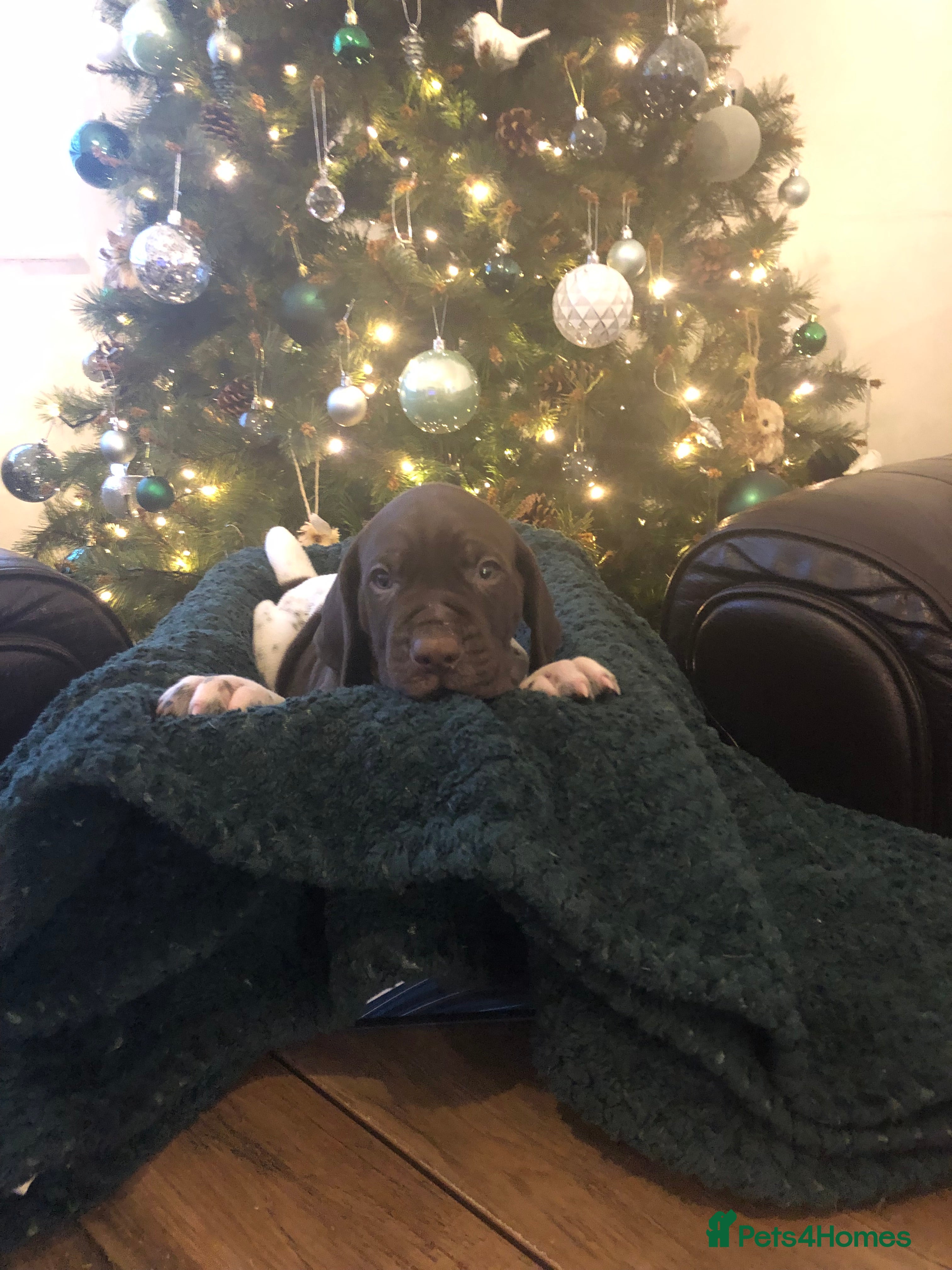German Shorthaired Pointer dogs Stunning KC Reg German shorthaired pointers  - Advert 2