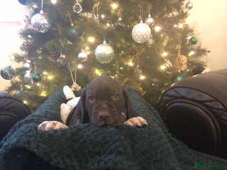 German Shorthaired Pointer dogs Stunning KC Reg German shorthaired pointers - Advert 2