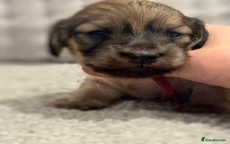 Miniature Dachshund dogs for sale: Reservation list now open! - Image 17