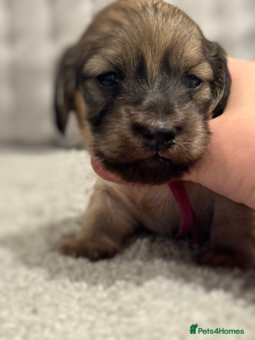 Miniature Dachshund dogs for sale: Reservation list now open! - Image 17