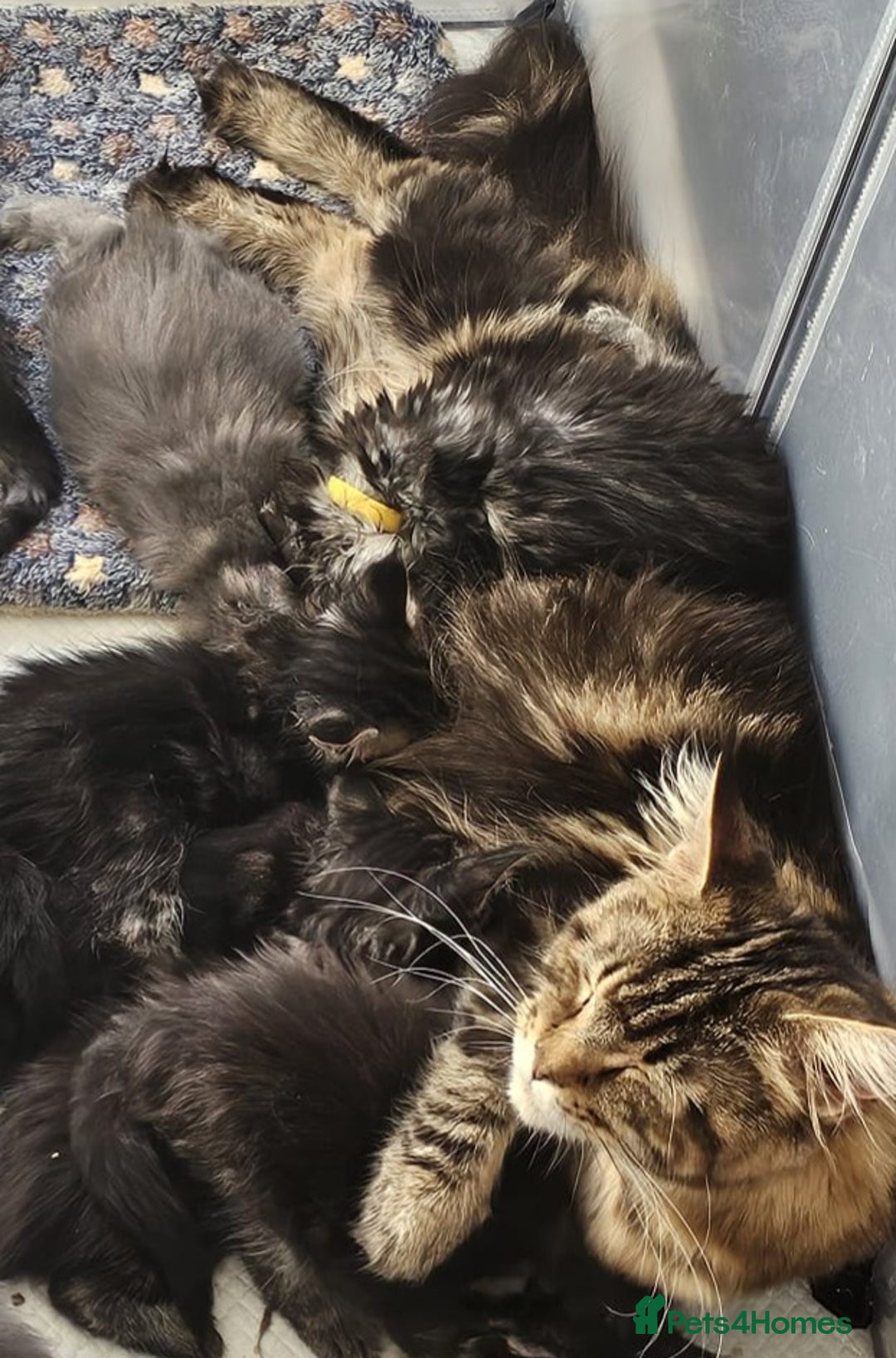 Maine Coon cats for sale: Gorgeous Maine Coon Kittens - Advert 2