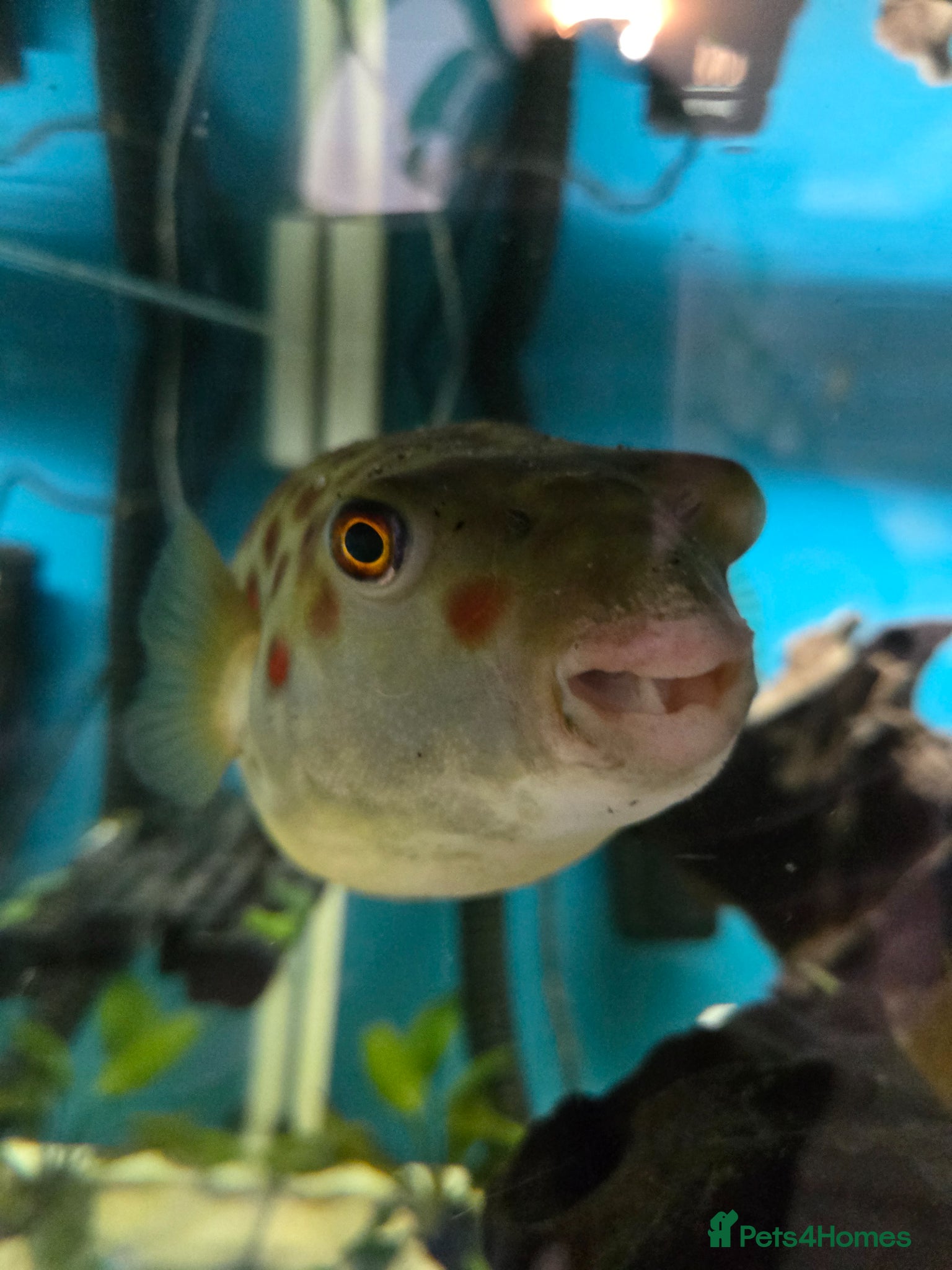 Pufferfish fish for sale: CROSS RIVER PUFFERFISH  - Advert 5
