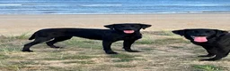 Labrador Retriever dogs for sale: Beautiful KC reg working Labrador Retriever pups  - Advert 2