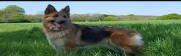 German Shepherd dogs for sale: German Shepherd puppies all colours ready end Aug - Advert 25