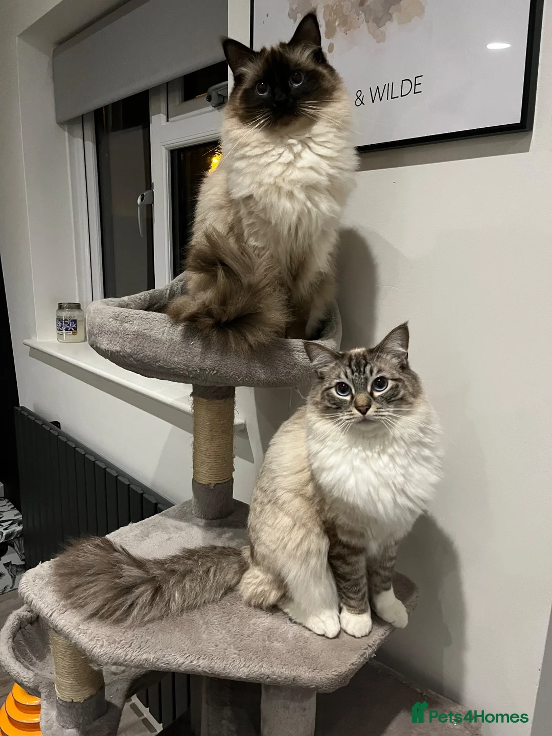 Ragdoll cats for sale: 2 male Ragolls for sale  in Basingstoke - Advert 8