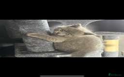 British Shorthair cats for sale: Blue British shorthair  - Image 7