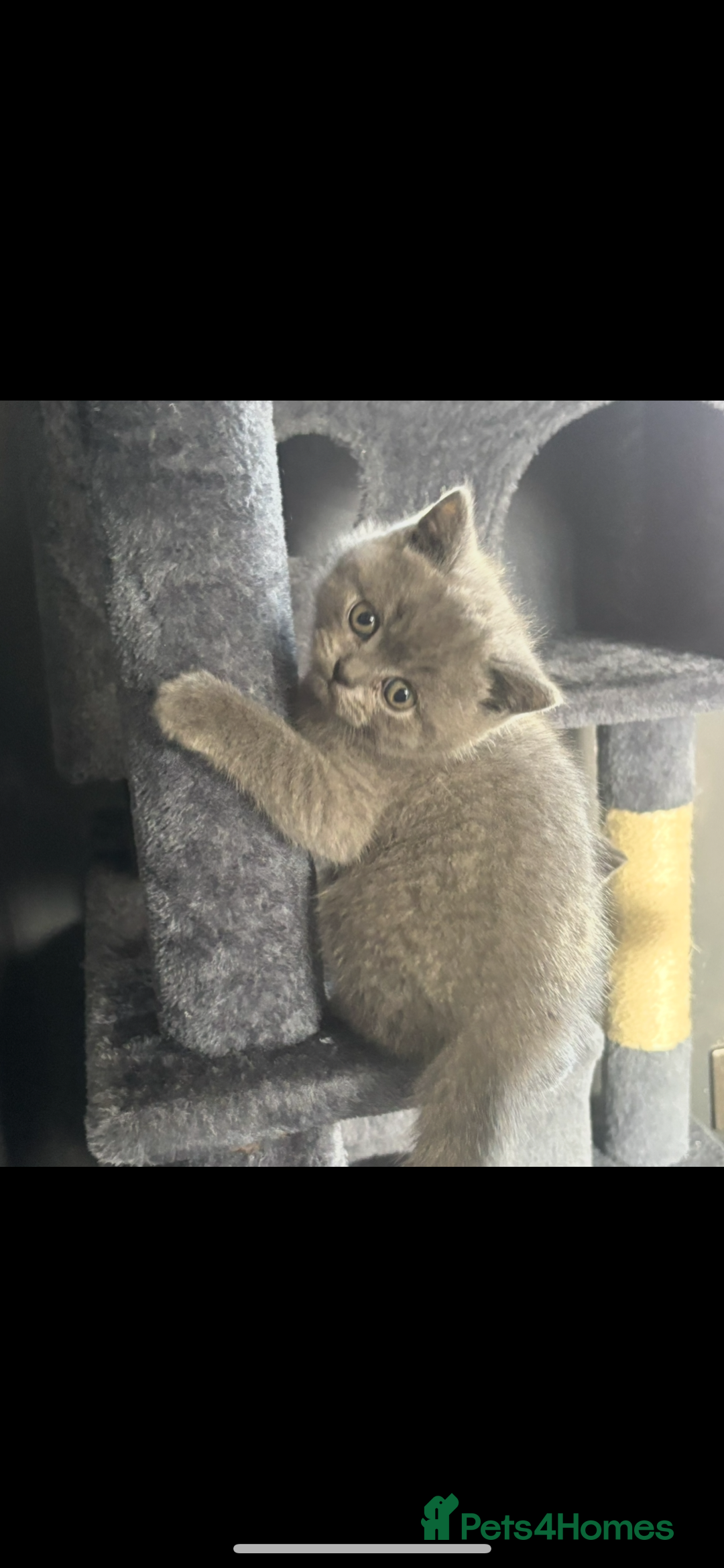 British Shorthair cats for sale: Blue British shorthair  - Image 7