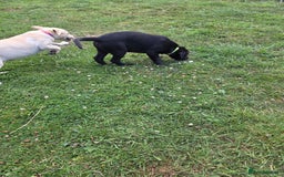 Labrador Retriever dogs for sale: Kc registered Labrador puppie ready to leave - Image 18