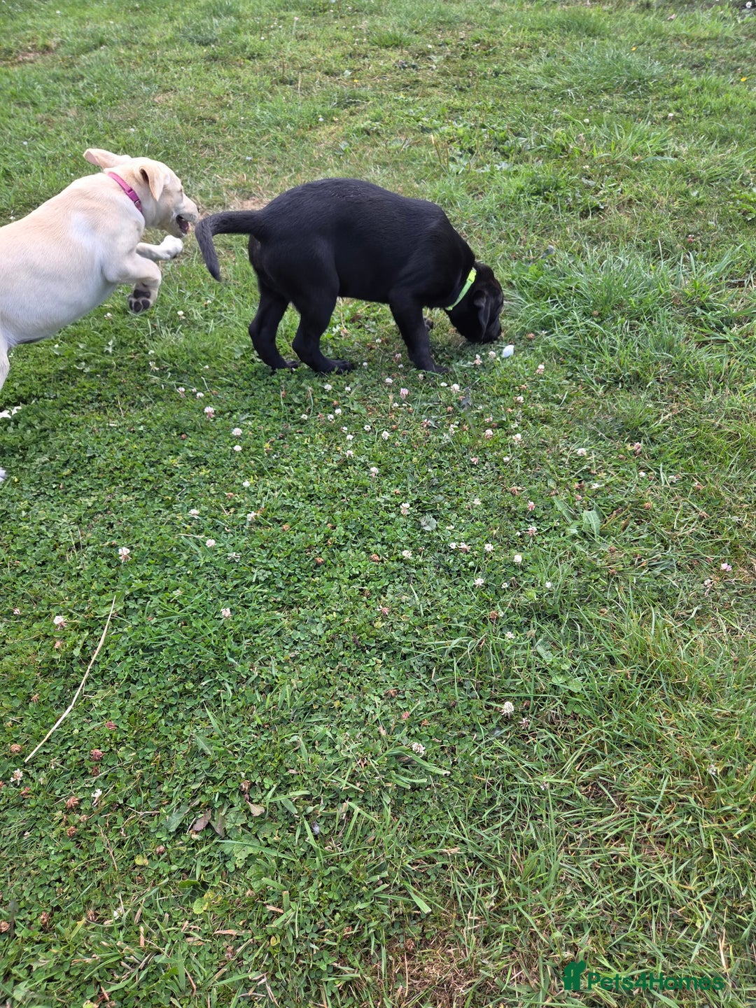 Labrador Retriever dogs for sale: Kc registered Labrador puppie ready to leave - Image 18
