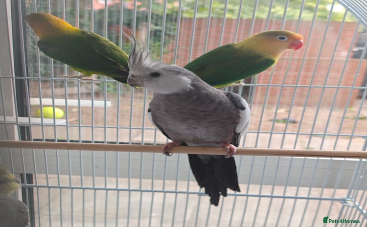 Cockatiels birds - Advert 2