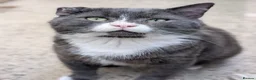British Shorthair cats for sale: Handsome Harry  - Advert 1