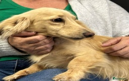 Miniature Dachshund dogs for sale: MINI DACHSHUND CREAM PRA CLEAR - Image 31
