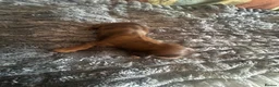 Dachshund dogs for sale: STANDARD KC REG LONGHAIRED DACHSHUNDS  - Advert 6