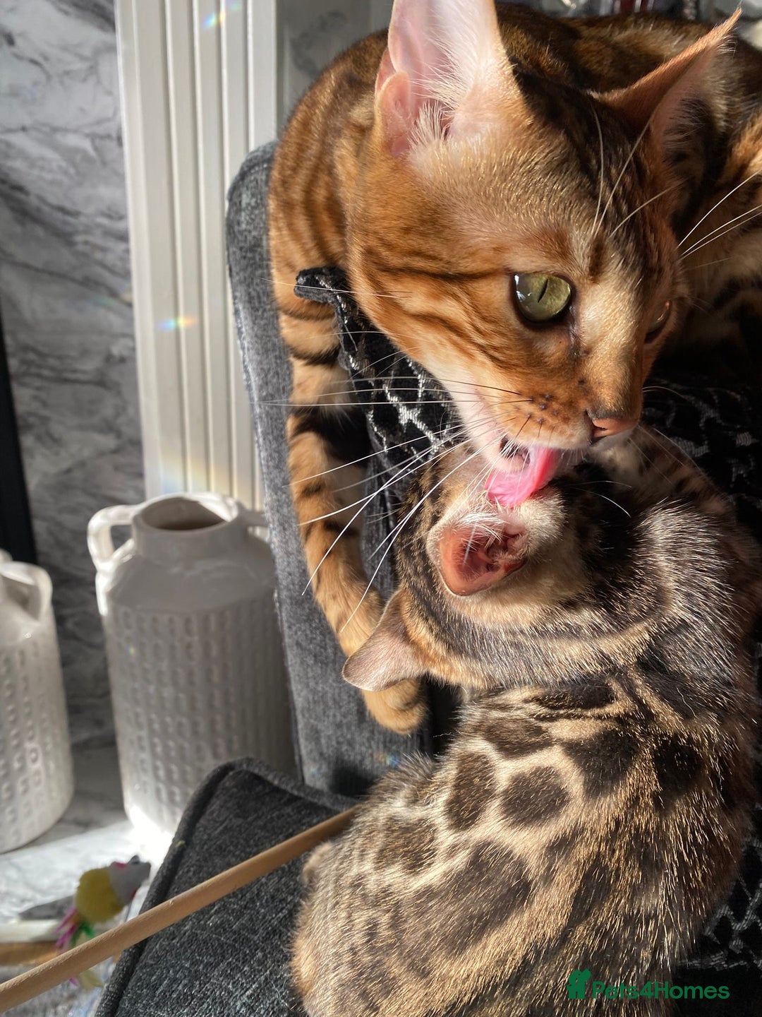 Bengal cats for sale: Bengal4U - Advert 9