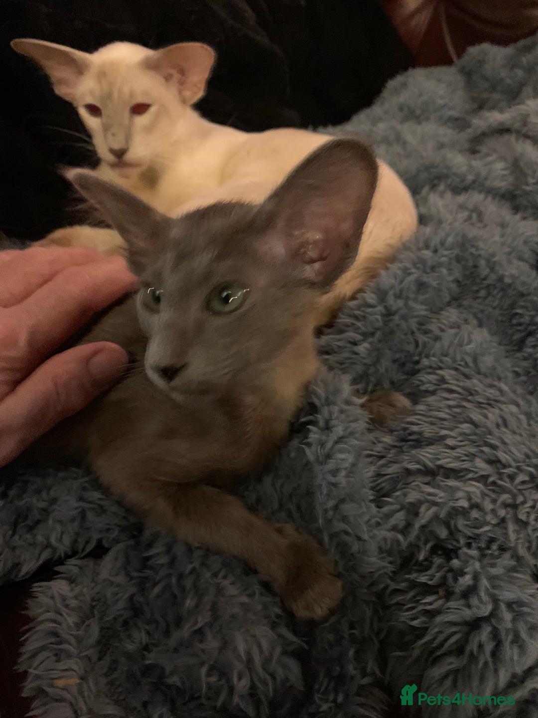 Oriental cats for sale: Oriental Longhair kittens - Advert 9