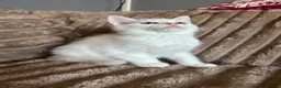 Norwegian Forest Cat cats for sale: Norwegian forest kittens  - Advert 8