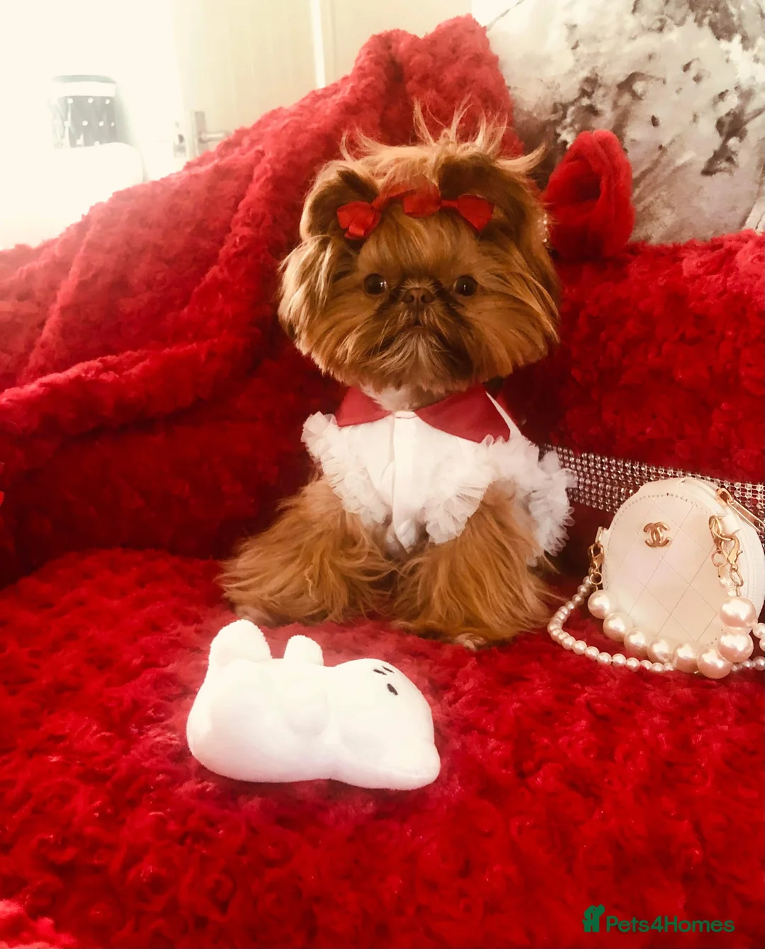 Shih Tzu dogs for stud: Tiger orange imperial shih tzu  in Basildon - Advert 3