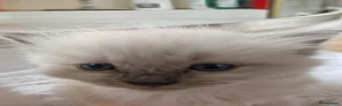 Ragdoll 4