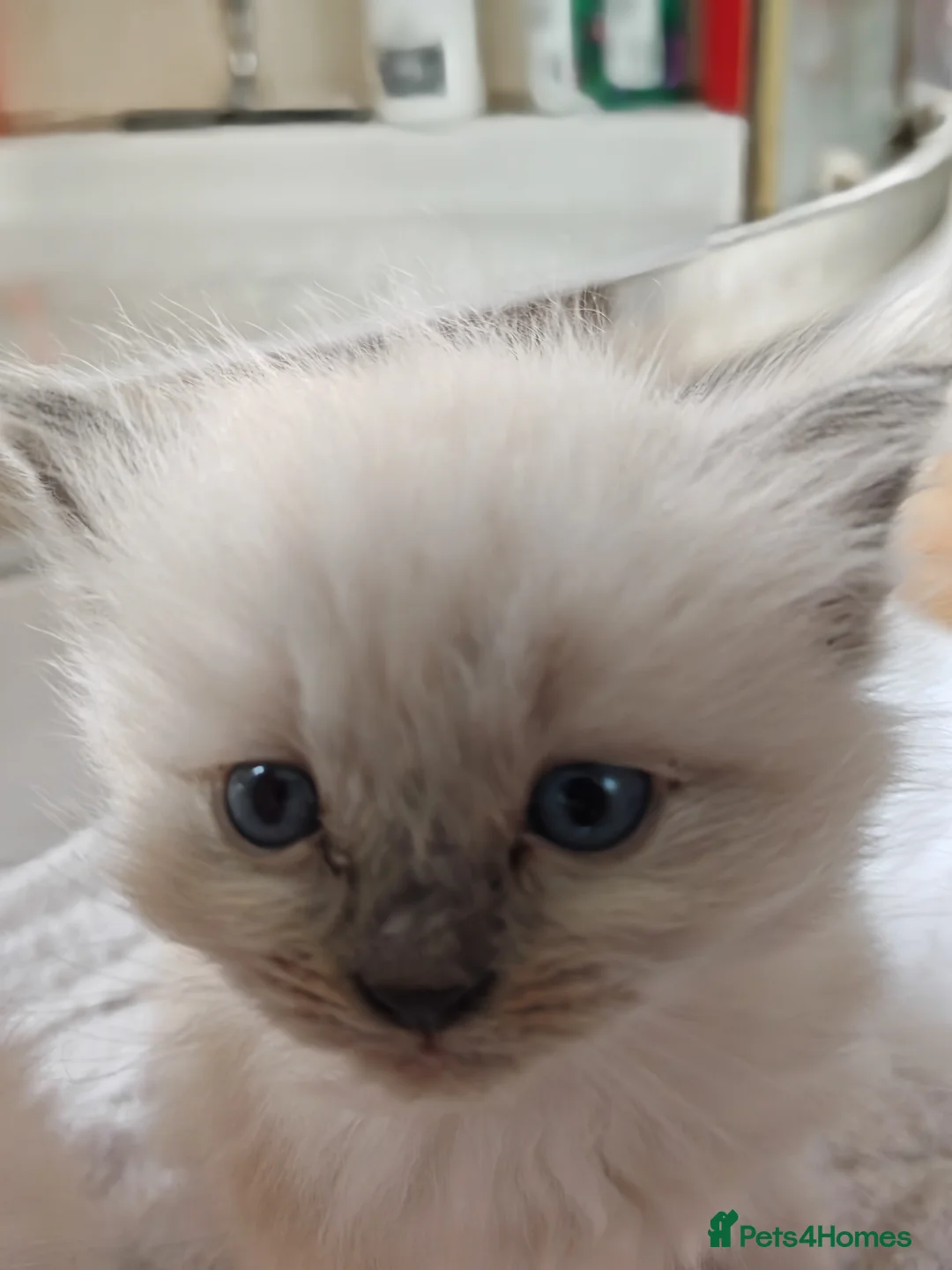 Ragdoll cats for sale: ​Beautiful Ragdoll Kittens  Boys & Girls Available - Advert 2
