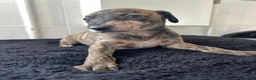 Mixed Breed dogs for sale: Whippet cross collie greyhound  - Advert 6