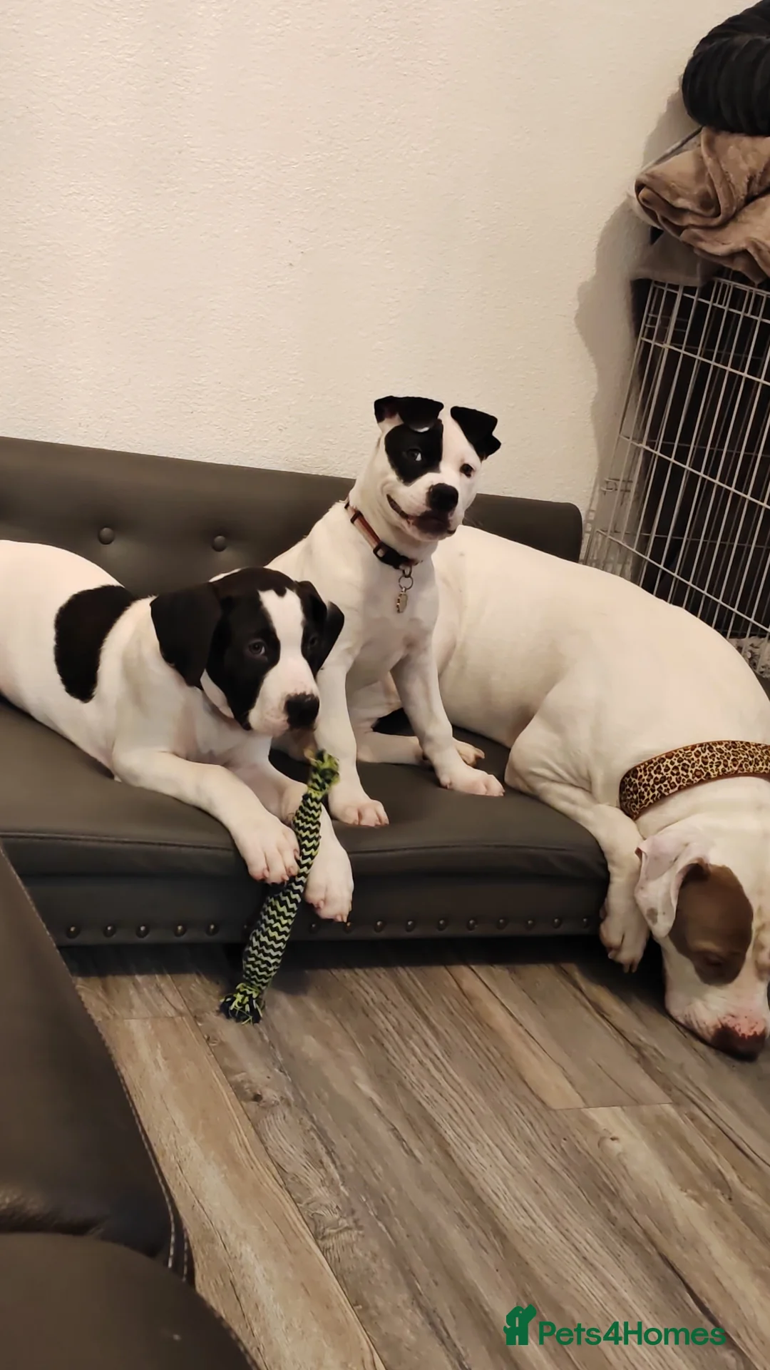 Mixed Breed dogs for sale: Presa canario& mastiff  - Advert 4