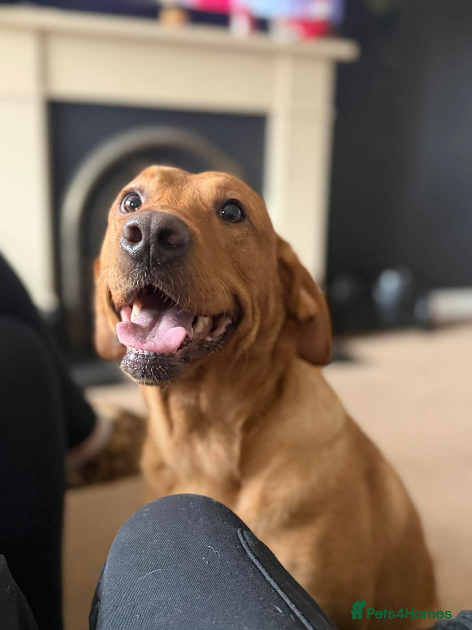 Labrador Retriever dogs 3y male neutered Labrador  - Advert 1