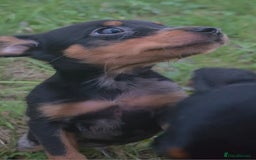 Miniature Pinscher dogs for sale: Miniture Pinscher/Prague Ratter  - Image 12