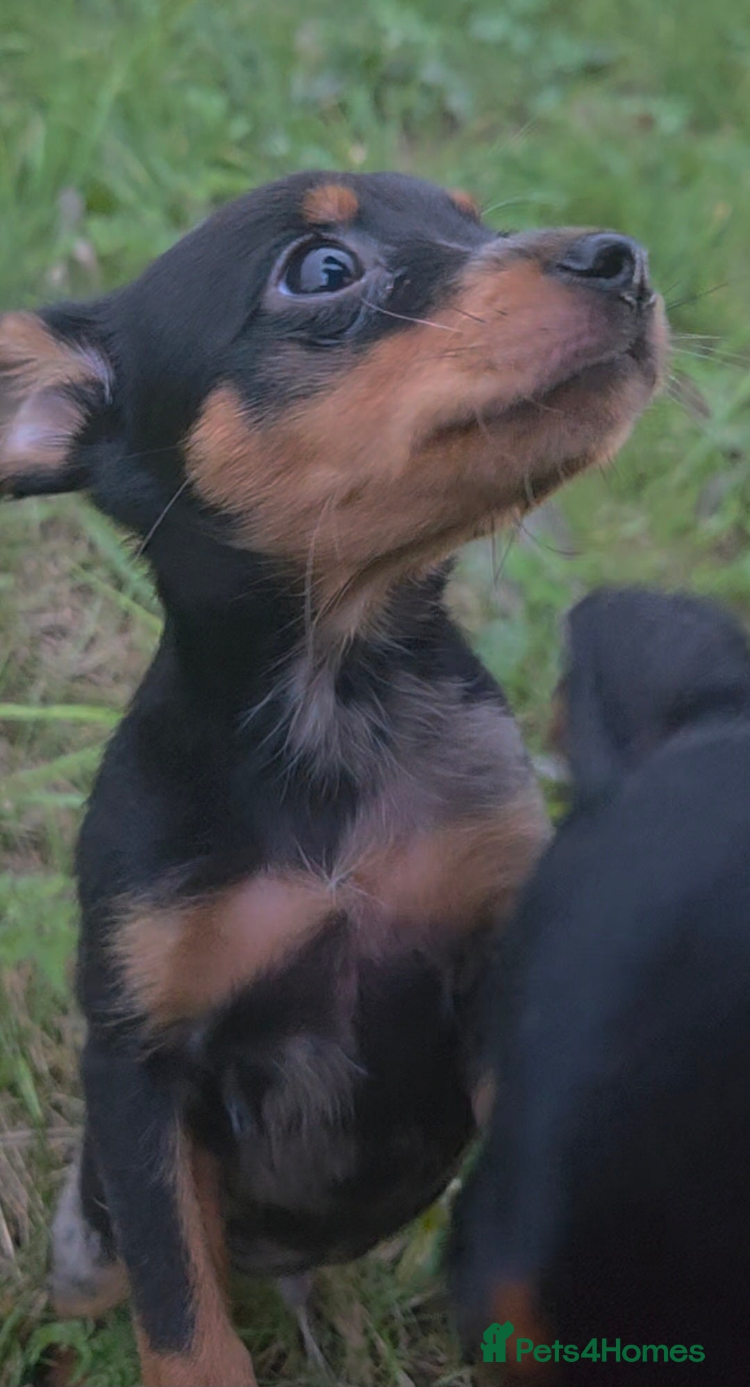 Miniature Pinscher dogs for sale: Miniture Pinscher/Prague Ratter  - Image 12