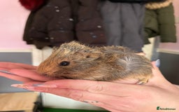 Guinea Pig rodents for sale: baby guinea pigs  - Image 14