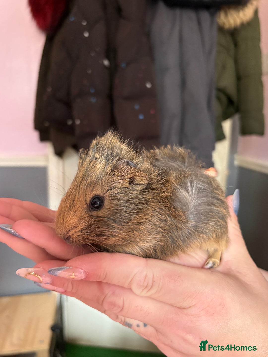 Guinea Pig rodents for sale: baby guinea pigs  - Image 14