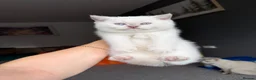 British Shorthair cats for sale: British kittens - Advert 5
