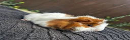 Guinea Pig rodents for sale: 3 male guinea pigs  - Advert 5
