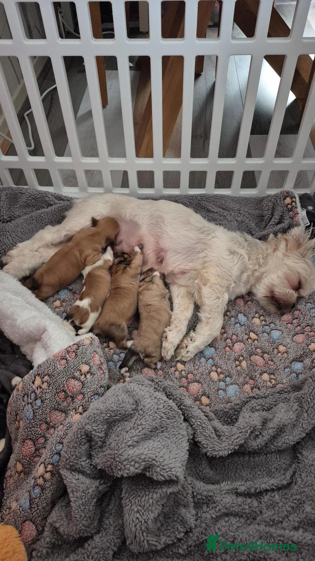 Lhasa Apso dogs for sale: Beautiful Lhasa Apso Puppies - 2 Boys 2 Girls in Ellesmere Port - Advert 8