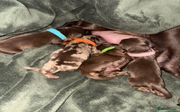 Miniature Dachshund dogs for sale: Miniature dachshund pups for sale 2 boys 1 girl  - Image 9