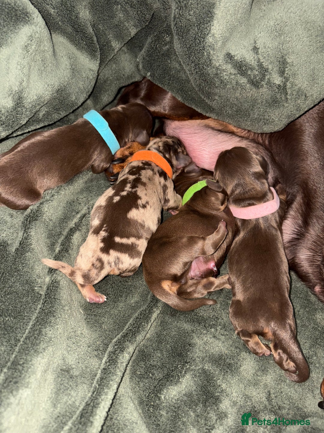 Miniature Dachshund dogs for sale: Miniature dachshund pups for sale 2 boys 1 girl  - Image 9