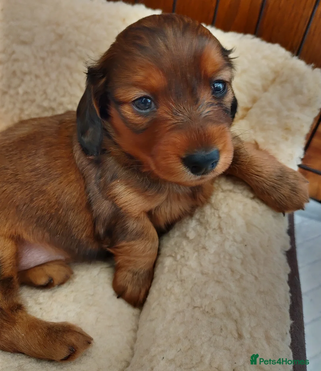 Dachshund dogs for stud: Miniature Long Haired Dachshund PRA 1 Clear KC reg in Peterborough - Advert 13