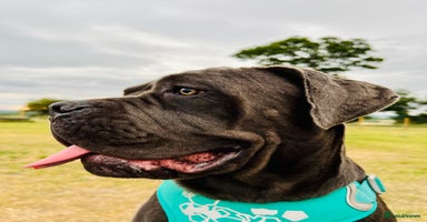 Cane Corso dogs in Oxford - Advert 6