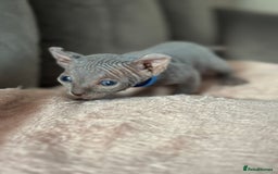 Sphynx cats for sale: TICA REGISTERED CANADIAN Elf Sphynx 1 kitten left  - Image 6