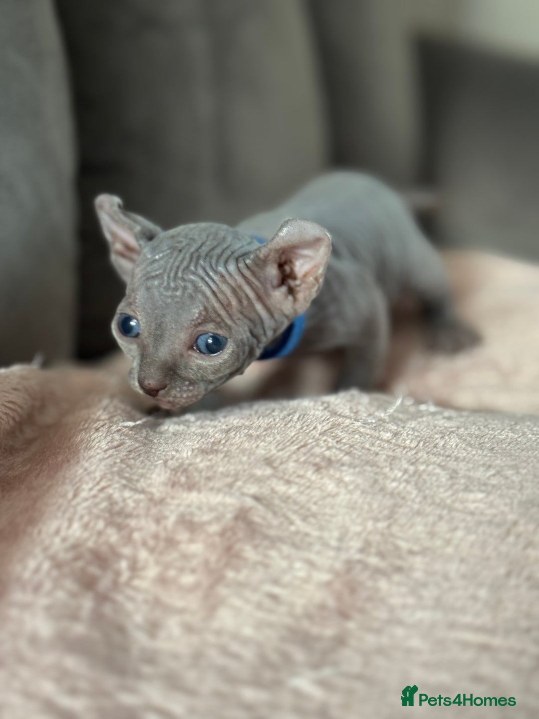 Sphynx cats for sale: TICA REGISTERED CANADIAN Elf Sphynx 1 kitten left  - Image 6