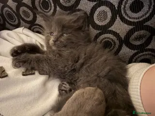 Maine Coon cats Maine coon kittens - Advert 3