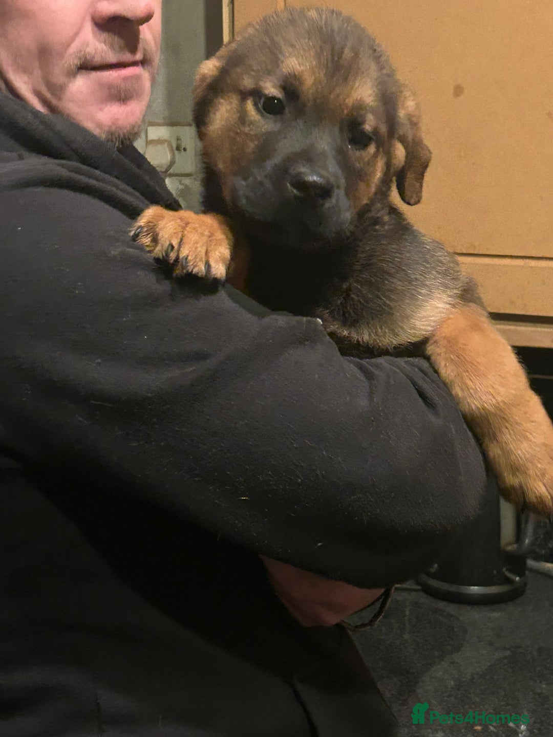 Mixed Breed dogs for sale: Masakiweiler pups - Advert 7