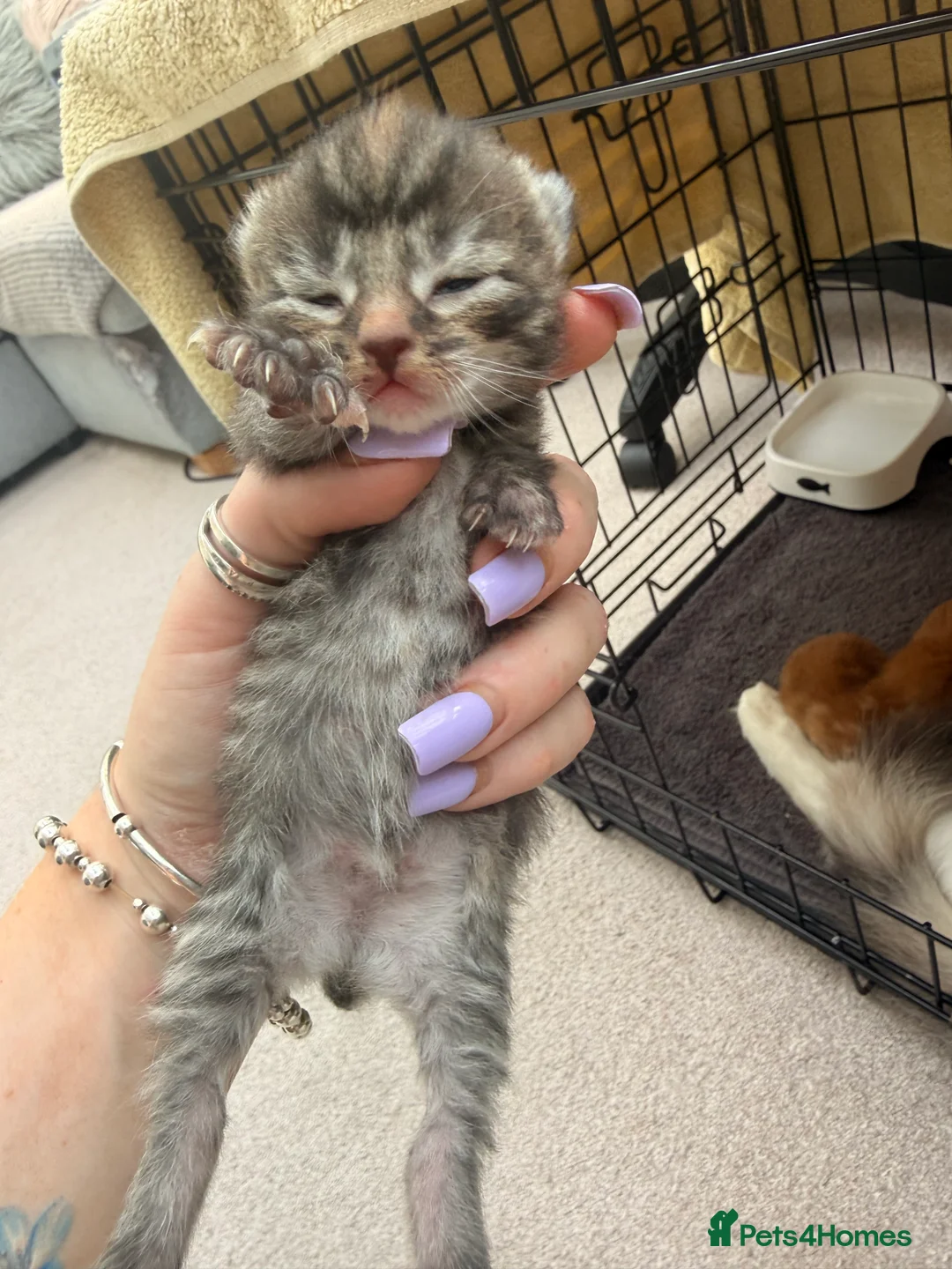 Mixed Breed cats for sale: Maine coon cross kittens  - Advert 2