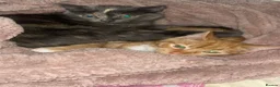 Mixed Breed cats for sale: 2 8 months old cats to go together  - Advert 10