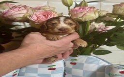 Cocker Spaniel dogs for sale: 7 gorgeous show type cocker spaniel dna clear  - Advert 7